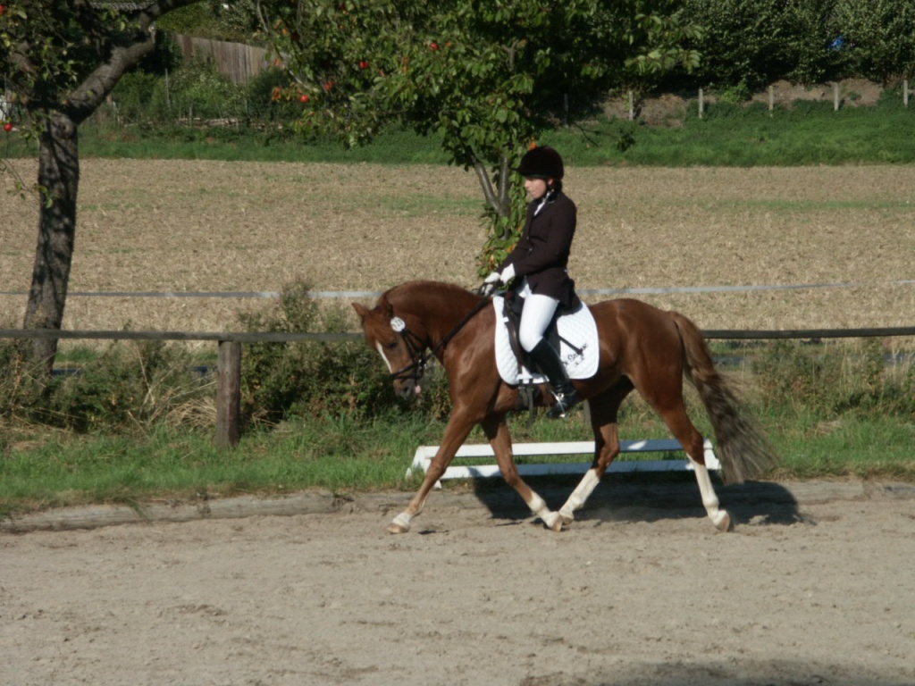 Dt. Reitpony Fuchs 4xweiß - Ponys - Höxter