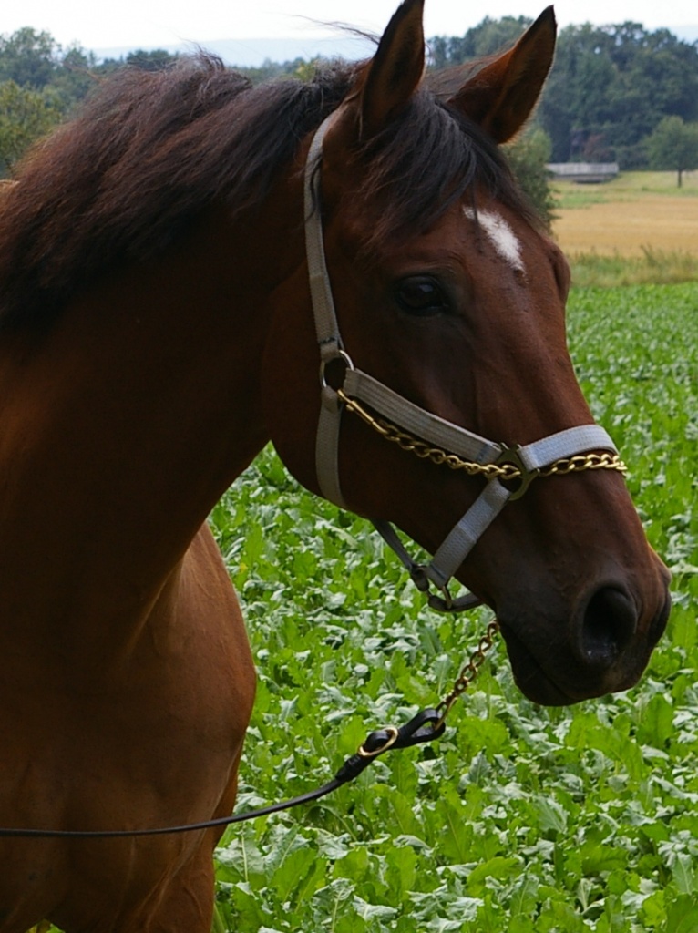 Charaktervoller Trakehner-Wallach - Wallach - Erftstadt