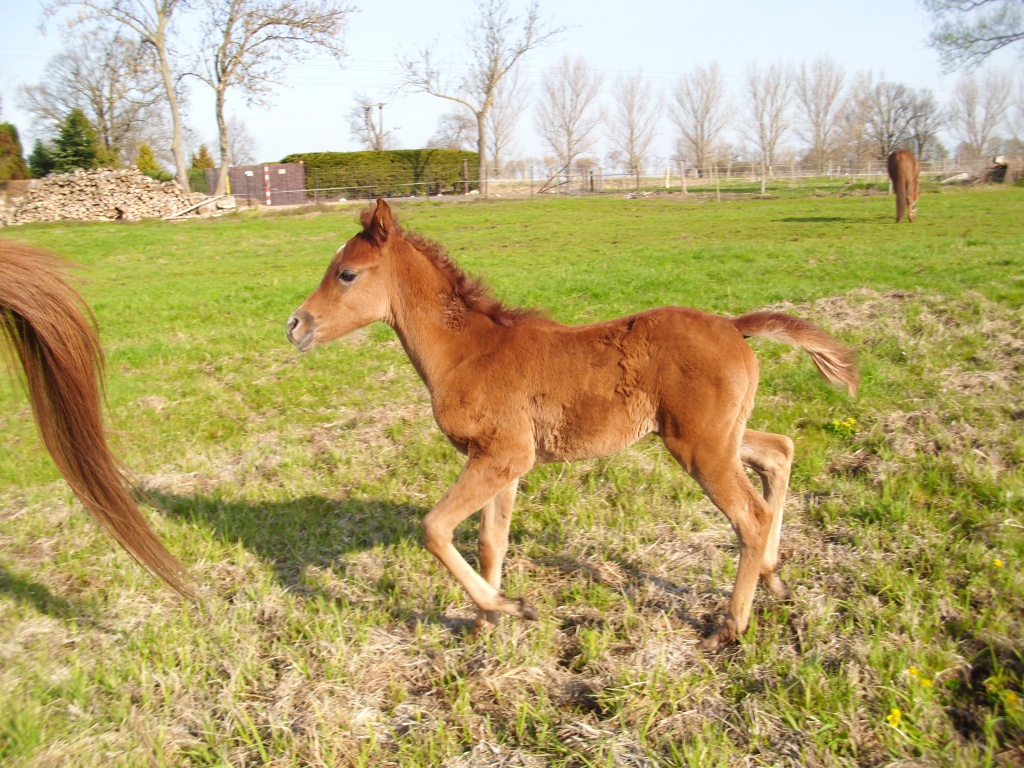 Verkaufen schönes VA-Hengstfohlen aus Liebevoller Hand. - Fohlen - Friedland