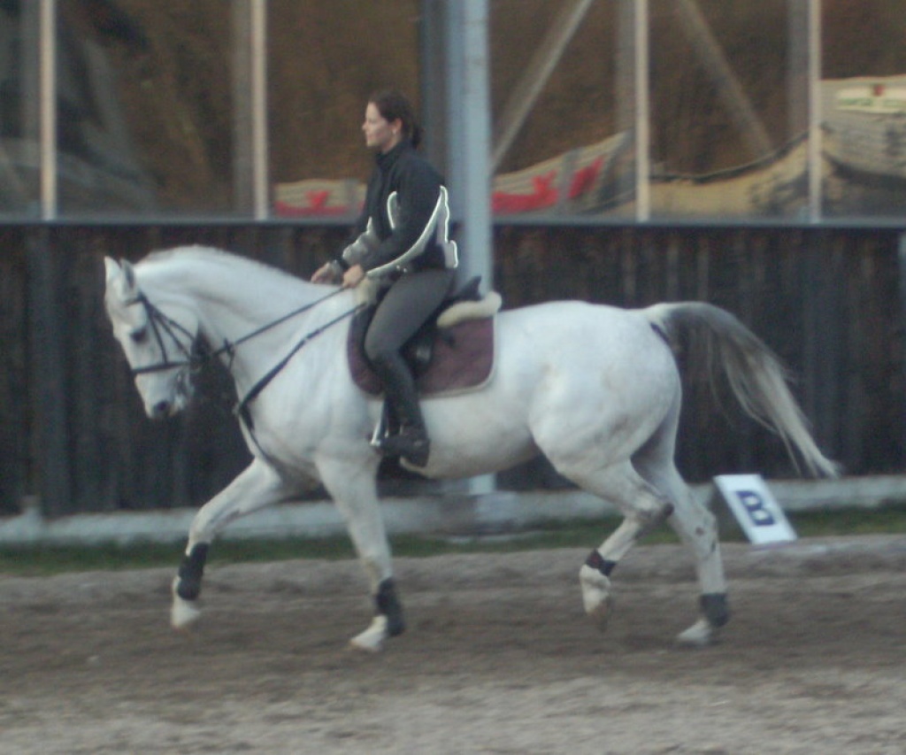 Brandenburger, Wallach, 10 Jahre, 169cm, Schimmel - Wallach - Alpfahrt 55