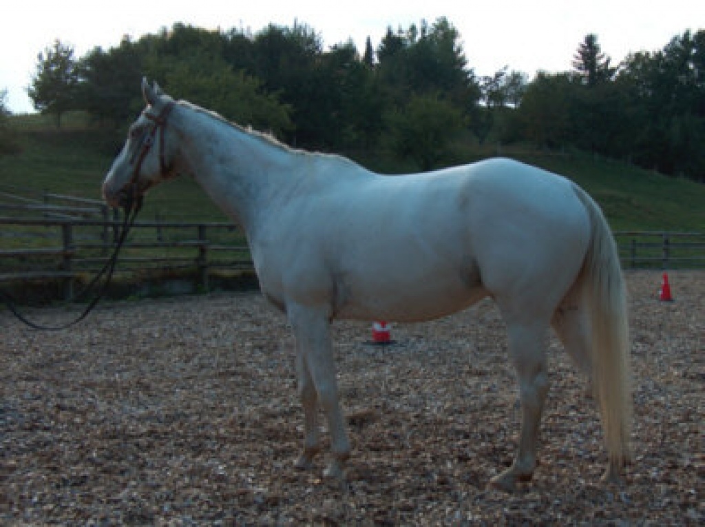 **** Appaloosa **** 7 jährig **** Indian Chief PBL **** - Wallach - Waldstetten