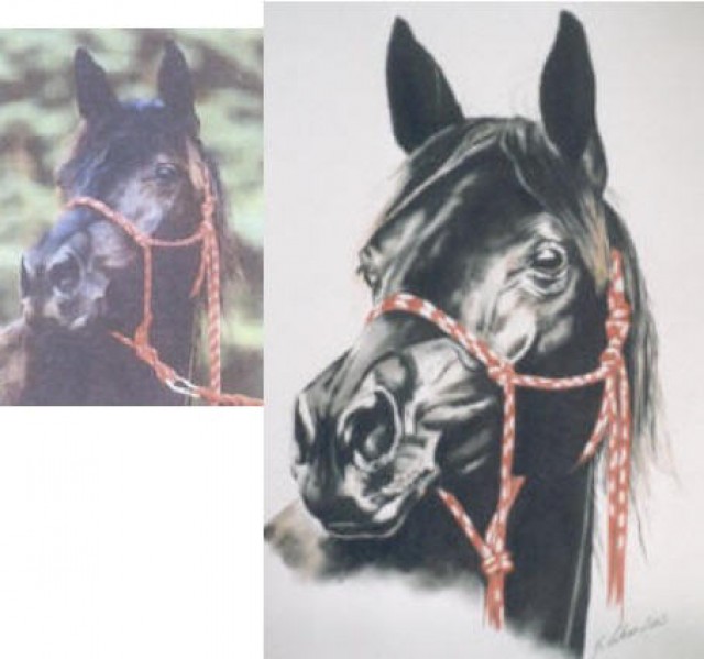 Pferde, Tier und Personenportraits nach Foto - Pferdezubehoer - Hamburg