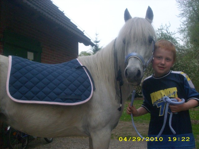 Bildhüpsche liebe 9 jährige schimmelponystute abzugeben....  - Ponys - Wildeshausen