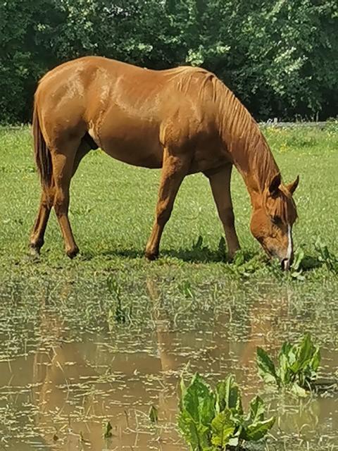 Quarter Horse - Jaehrlinge - Nordkirchen