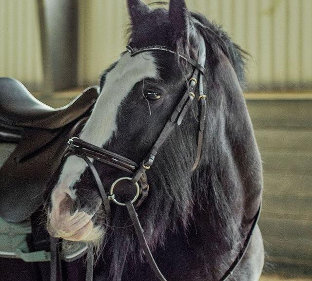 Kleiner Tinker zu verkaufen - Ponys -  Hamburg