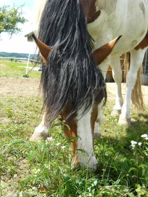 Biete RB an lieben Freizeit-Pinto-Mix-Wallach - Reitbeteiligung - Birgland-Kegelheim