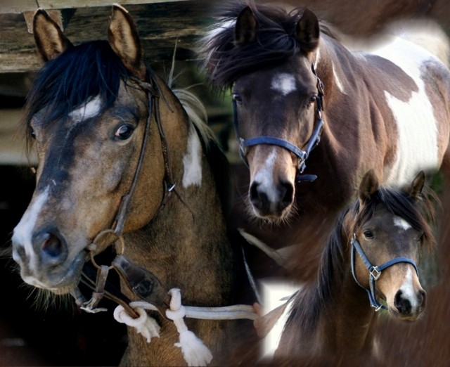 Araber-Pinto, über 90% AV, Buckskinschecke - Deckhengst - Östringen