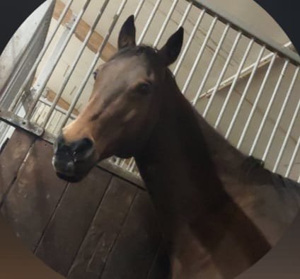 Beistellpferd sucht liebevolles Zuhause - Beistellpferde - Sinsheim