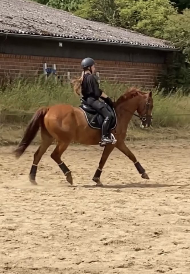 Zuverlässige Reiterin sucht Reitbeteiligung - Reitbeteiligung - Freiburg