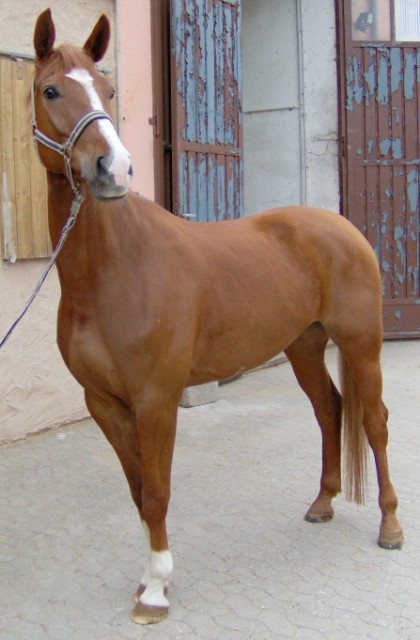 Bildschöne Fuchsstute! Hingucker! - Stute - Langfurth