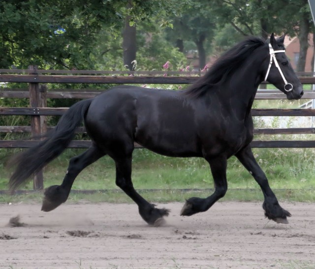 Energetische Friesen Wallach - Wallach - koblenz