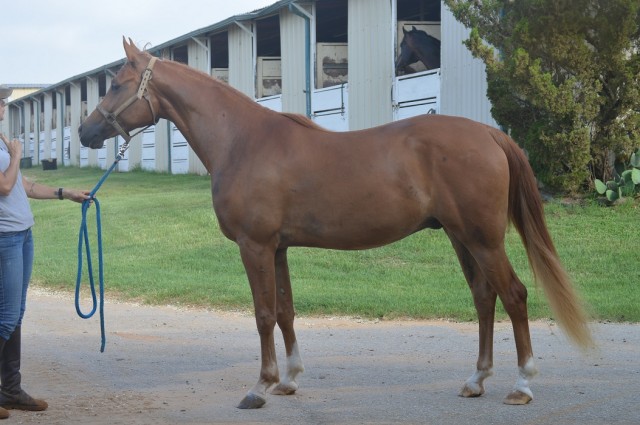 Wunderschöne,anfänger  7 Jahre alt  fuchs  Arabian Wallach - Wallach - München 