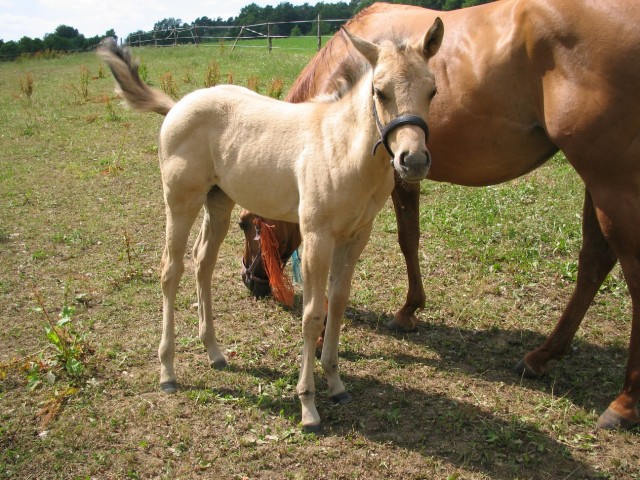 Bildhübsches Quarter Horse Stutfohlen, buckskin - Fohlen - Schillingstadt