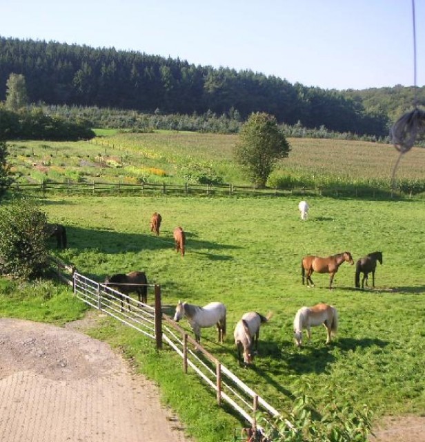 Boxen frei in Hattingen - Stallplatz - Hattingen
