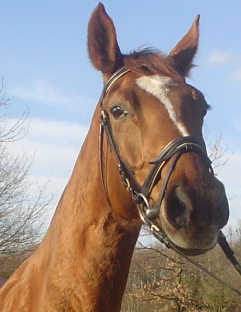 Suche Reitbeteiligung für meine Stute MTK - Reitbeteiligung - Schwalbach