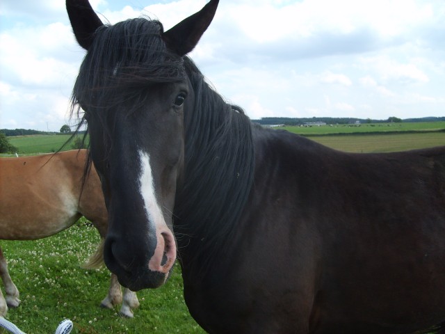 Andalusier Mix sucht liebe Reitbeteiligung - Reitbeteiligung - Remscheid