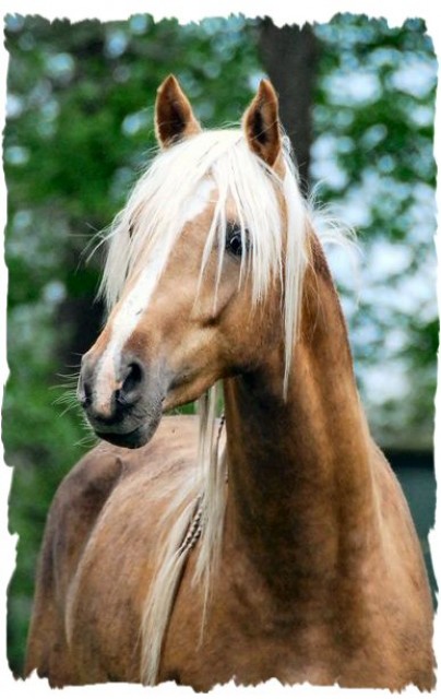 Traumhafter Palominohengst deckt ihre Stute - Deckhengst - Rhauderfehn