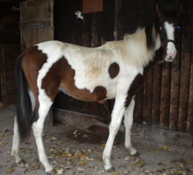 Paint Horse Mix - 2,5 Jahre -Wallach- in verantwortungsvolle Hände abzugeben - Wallach - Bad Hersfeld