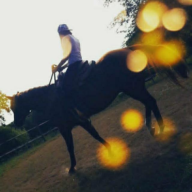 Suche Reitbeteiligung im Saarland Nähe völklingen und Umkreis  - Reitbeteiligung - Völklingen 