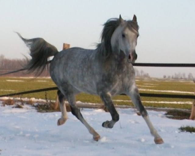 Arabischer Deckhengst, gekört und leistungsgeprüft - Deckhengst - Borchen - Dörenhagen