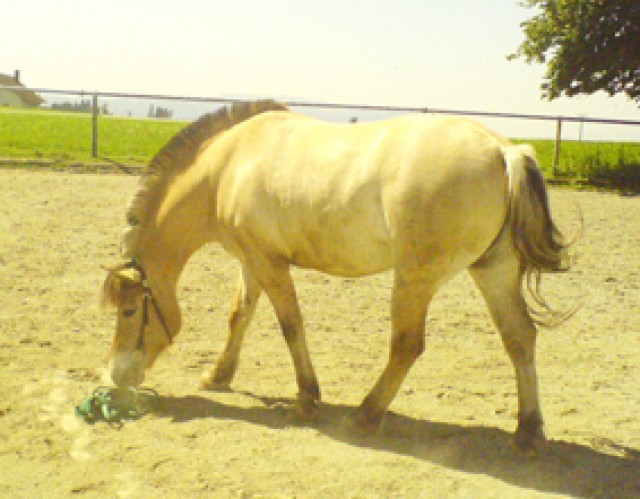 Reitbeteiligung auf Norweger - Reitbeteiligung - Wangen