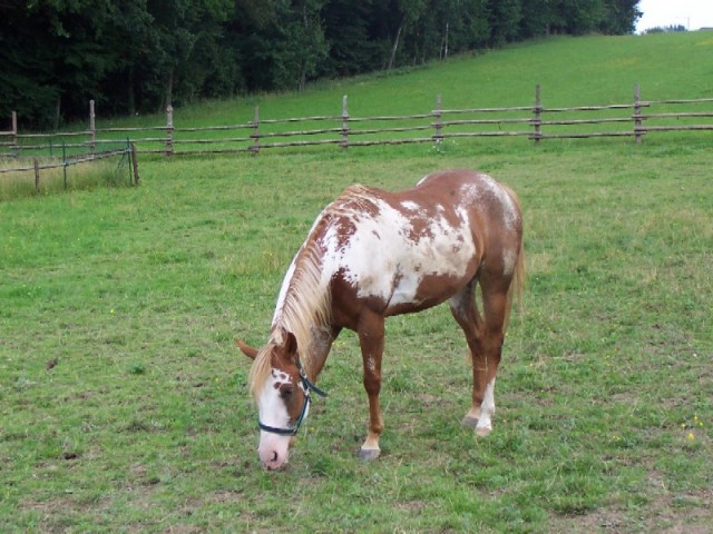 Super Paint-Stute - Stute - Ursensollen