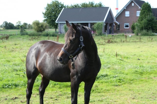 Deutsches Reitpferd, Stute,4 Jahre,roh - Jaehrlinge - Aurich