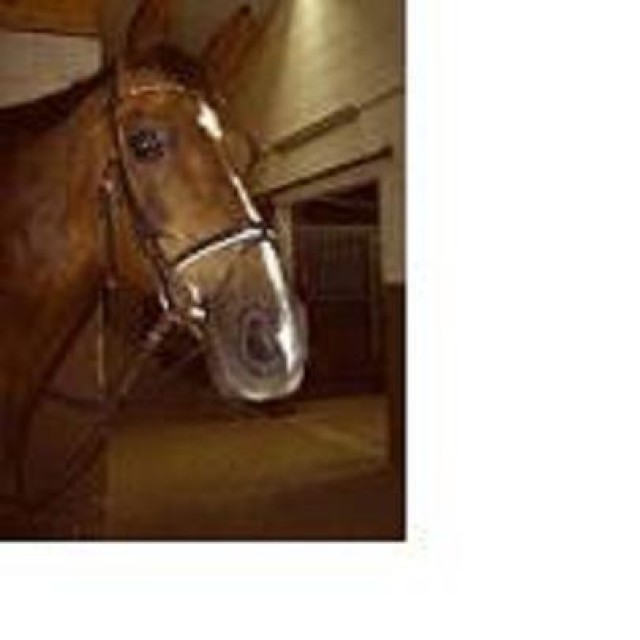 Schöner Westfalen Wallach zu Verkaufen - Wallach - Alsdorf