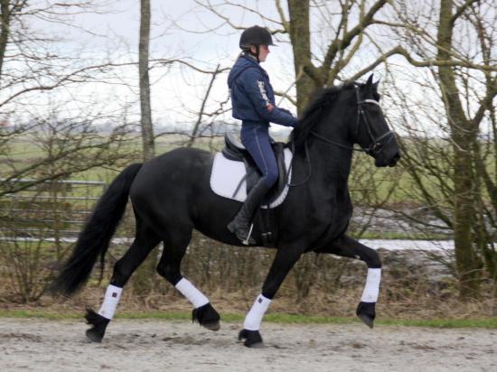 6 Jahre Friesen Stute (Allrounder) - Stute - berlin