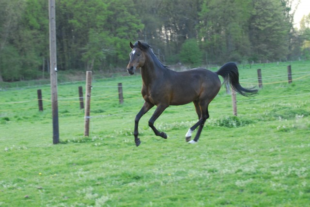 Araber Asir Ibn El Asaran - Deckhengst - Gelsenkirchen
