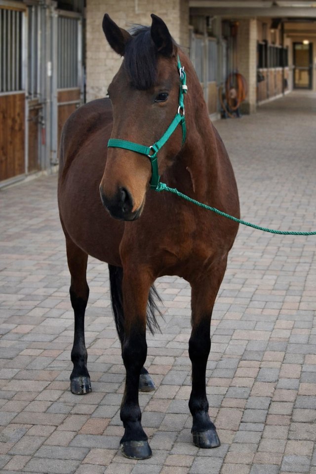 Super brave kinderpony - Ponys - 