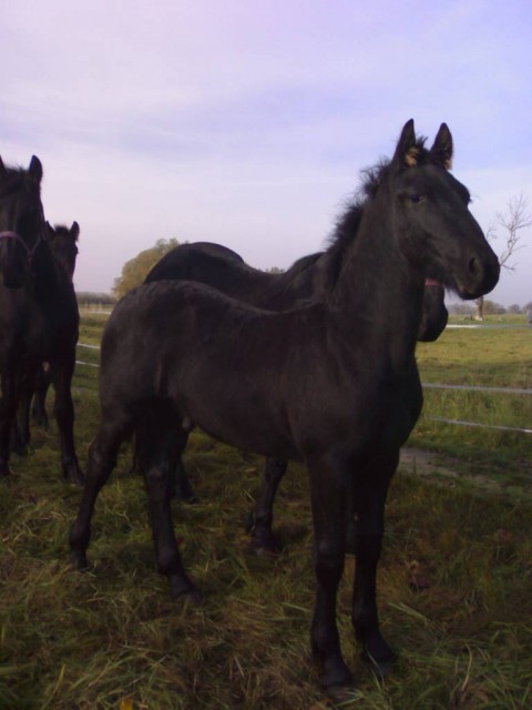 FRIESENBUB TWIST - Fohlen - seehausen