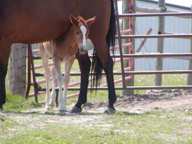 Artgerechter Offenstall in March bei Freiburg - Stallplatz - March