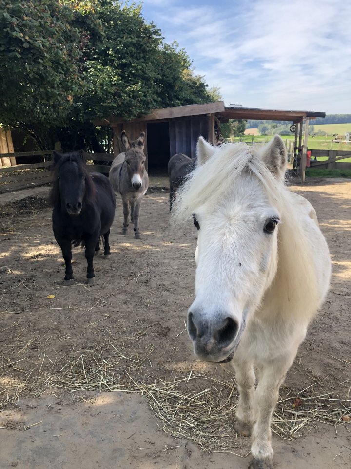 Zwei Shetty Stuten abzugeben - Ponys - Kalletal