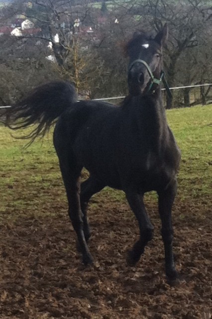 Dream in Black - super brav und wunderschön ! - Stute - Schefflenz 