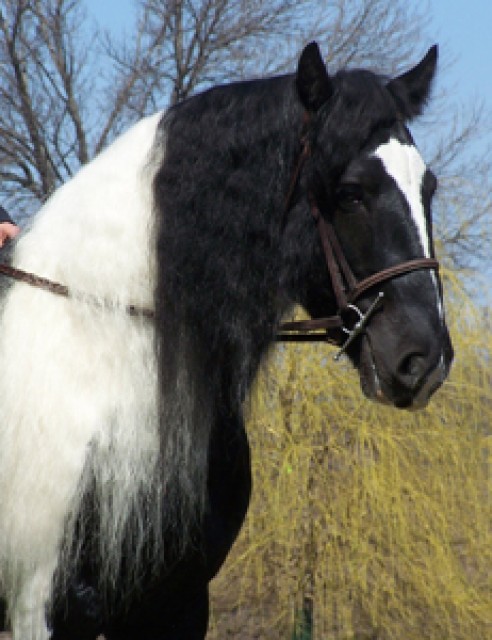Irish Tinker Stute, Hengst und Wallach- 5-6 Jahre- 150cm- Falbe - Ponys - Düsseldorf