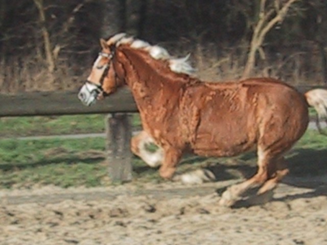 Für die ganze Familie schöne und liebe Stute - Ponys - essen