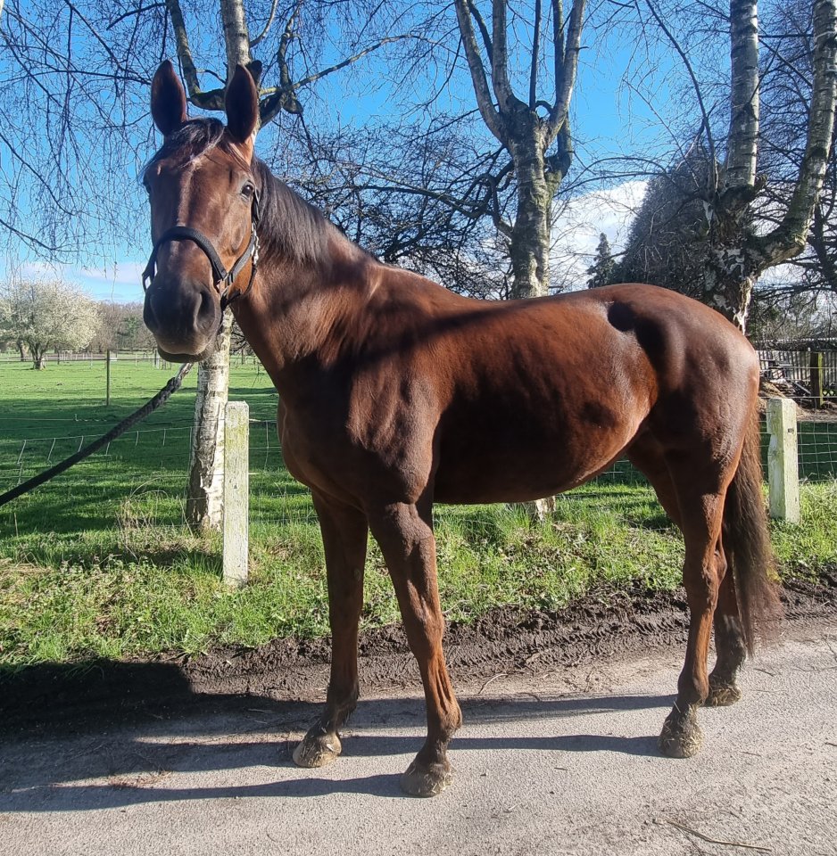 Biete Reitbeteiligung an Warmblutstute - Reitbeteiligung - Oberhausen