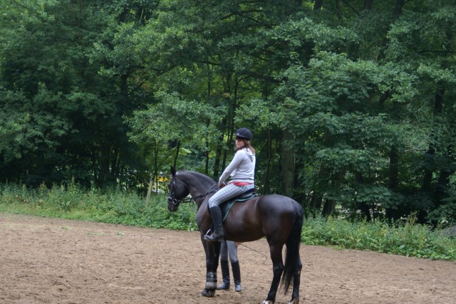 SUCHE Reibeteiligung! - Reitbeteiligung - Frankfurt am Main