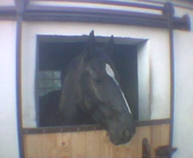 Suche erfahrene und liebe Reitbeteiligung in Herne - Reitbeteiligung - Herne