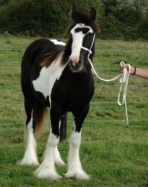    5-jährige Basteln Stute zu verkaufen - Ponys -  Rheinfelden
