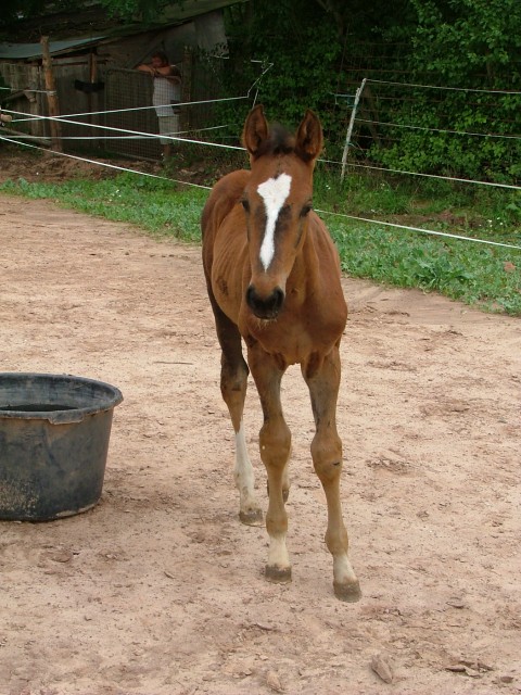 Warmbluthengstfohlen günstig..... - Fohlen - 96132