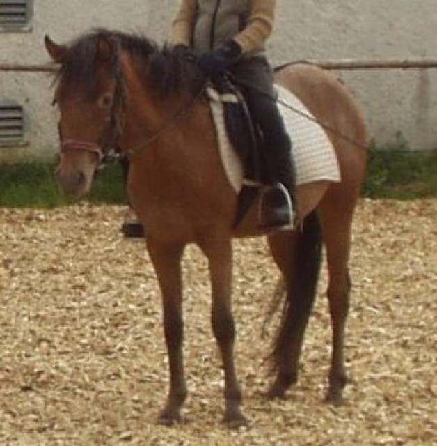 Sehr hübsche Ponystute super lieb und brav „Motte“ - Ponys - 