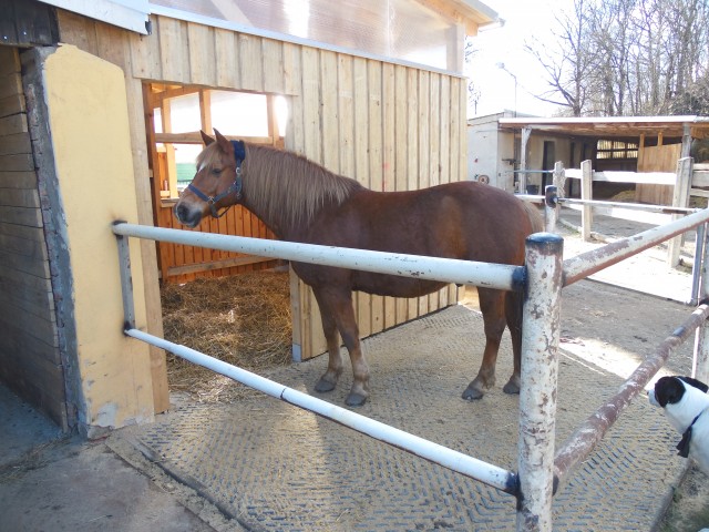 Stall-/Pensionsplatz in Offen-/Außenbox nahe Dresden zu vergeben - Stallplatz - Ottendorf-Okrilla