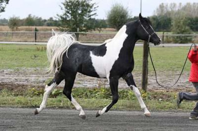 Pintabian Hengst zur Deckung angeboten - Deckhengst - Tongeren/b