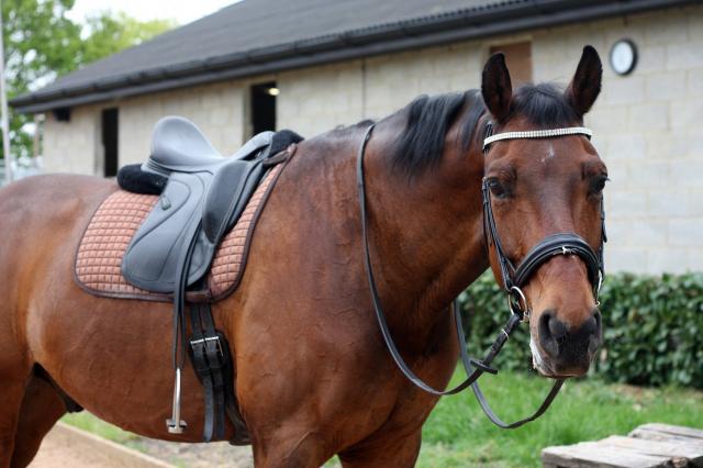 Reitbeteiligung gesucht (Reiter sucht Pferd) - Reitbeteiligung - Neumünster