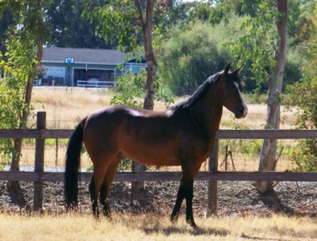 6 Jahre welsh Pony Stute - Ponys - Frechen