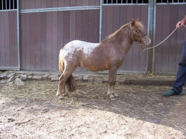  Mini-appaloosa fewspot hengst 8J.  ist etwa 85cm  super Abstammung Rheinisches  - Ponys - Merkelbeek