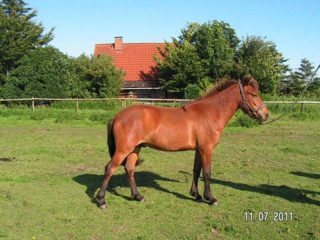 Islandhengst aus 2010 - Jaehrlinge - Oederquart