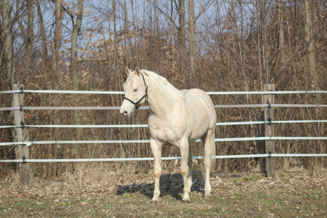 AQHA Foundation Deckhengst - Deckhengst - Pöttsching